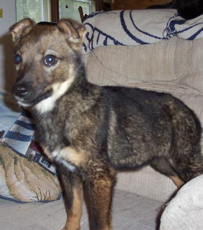 Gabriel the puppy